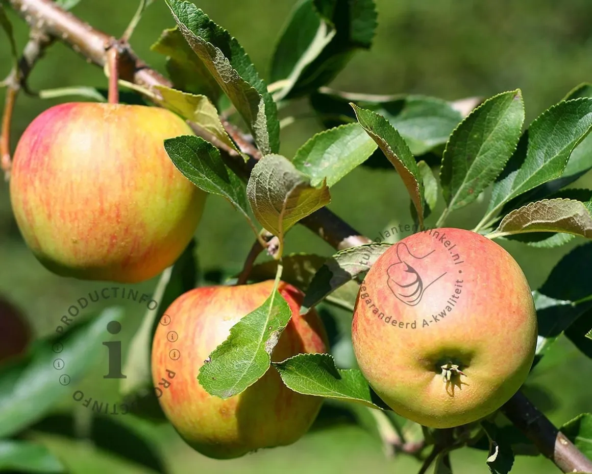 Malus domestica 'Laxton Superb' - halfstam