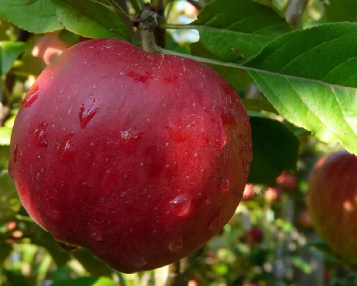 Malus domestica 'McIntosh' - zuilvorm