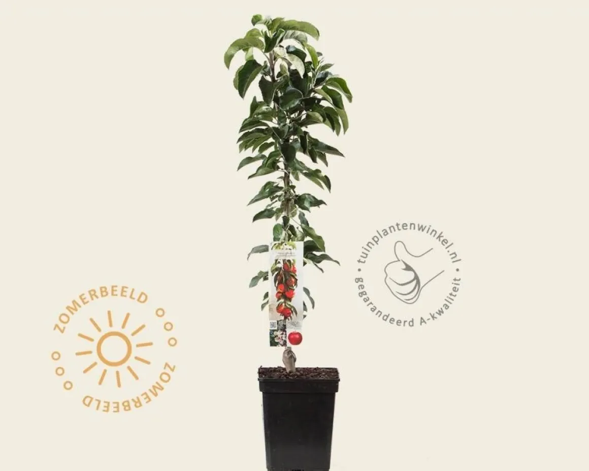 Malus domestica 'McIntosh' - zuilvorm