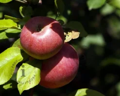 Malus domestica 'McIntosh' - zuilvorm