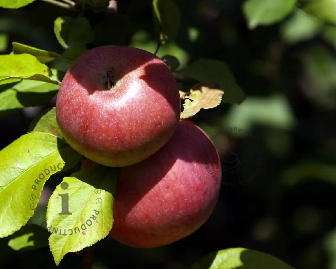 Malus domestica 'McIntosh' - zuilvorm