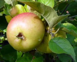 Malus domestica 'Notarisappel' - laagstam