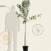 Malus domestica 'Notarisappel' - halfstam