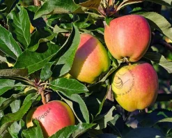 Malus domestica 'Notarisappel' - hoogstam