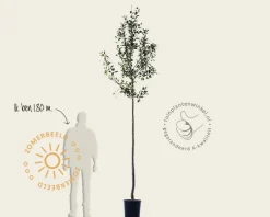 Malus domestica 'Notarisappel' - hoogstam