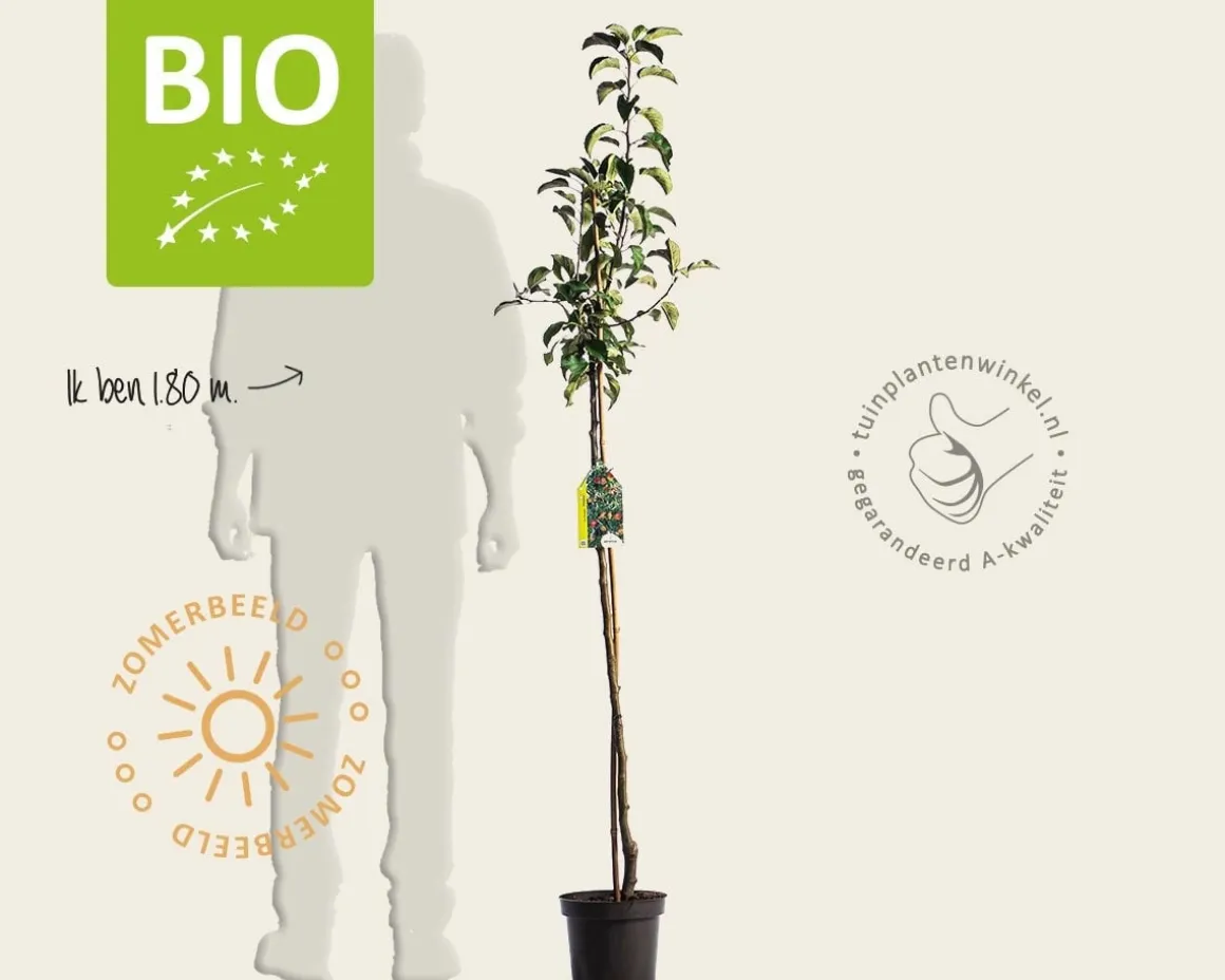 Malus domestica 'Pinova' - BIO halfstam
