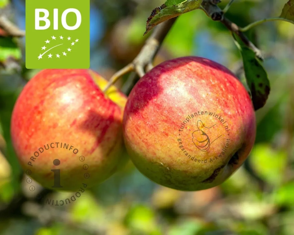 Malus domestica 'Pinova' - BIO halfstam