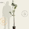 Malus domestica 'Pinova' - halfstam