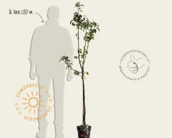 Malus domestica 'Pinova' - halfstam