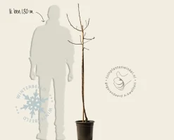 Malus domestica 'Pinova' - halfstam
