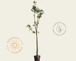 Malus domestica 'Pinova' - halfstam