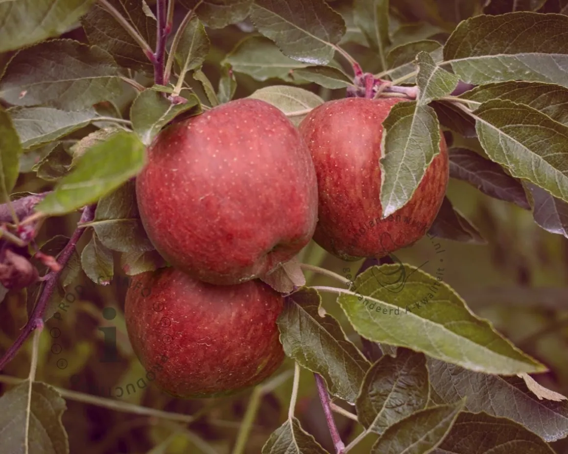 Malus domestica 'Red Leaf' - zuilvorm