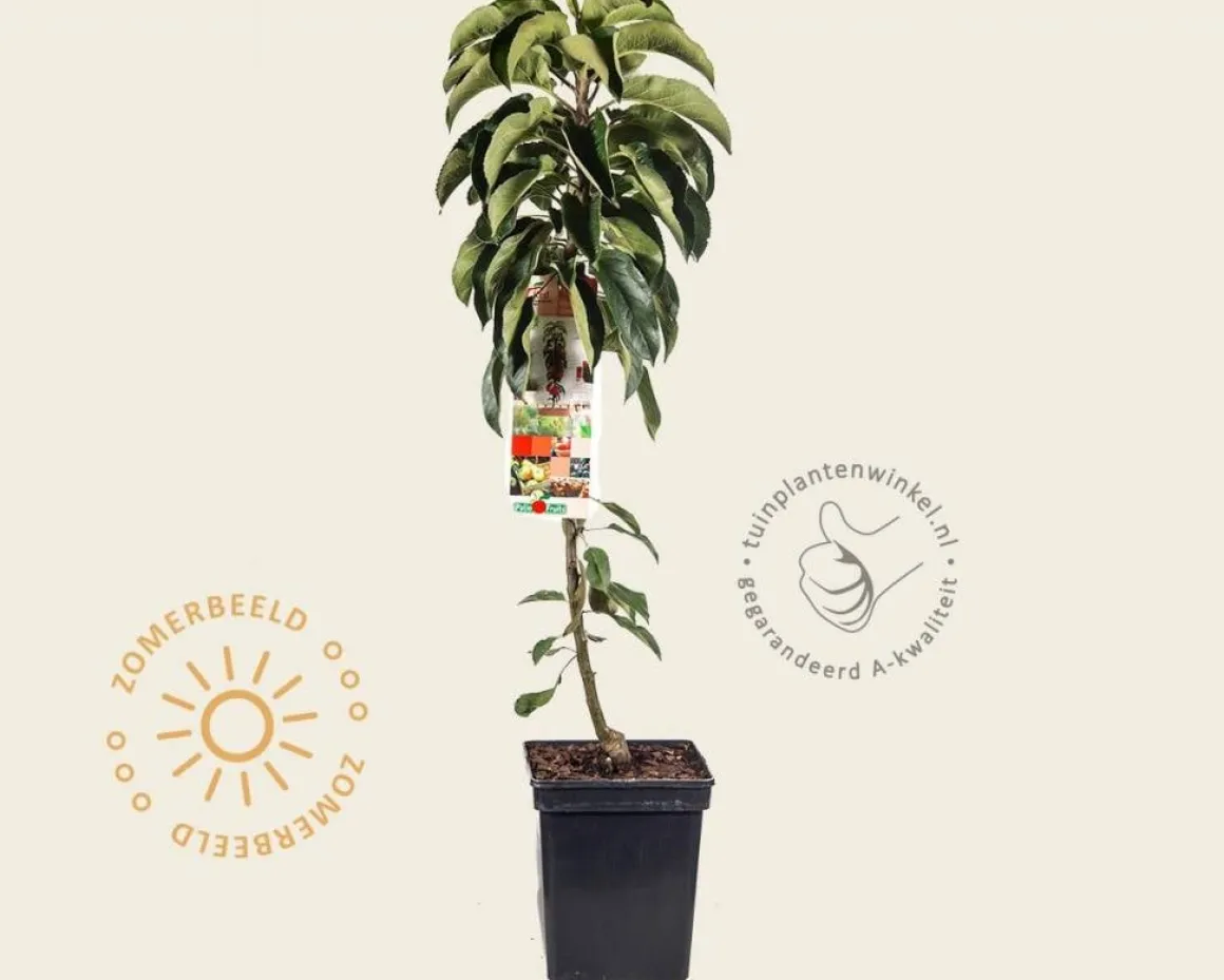 Malus domestica 'Red Sensation' - zuilvorm