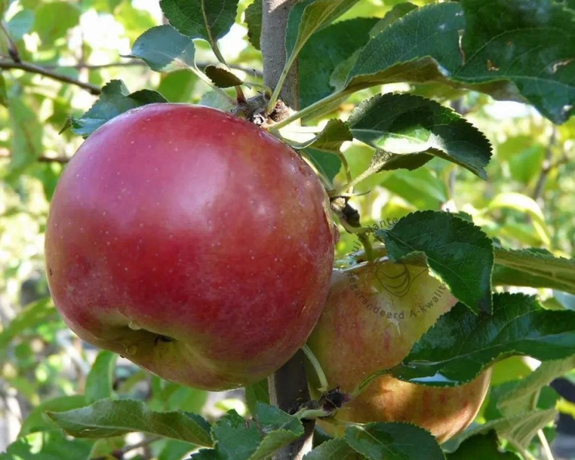 Malus domestica 'Red Sensation' - zuilvorm