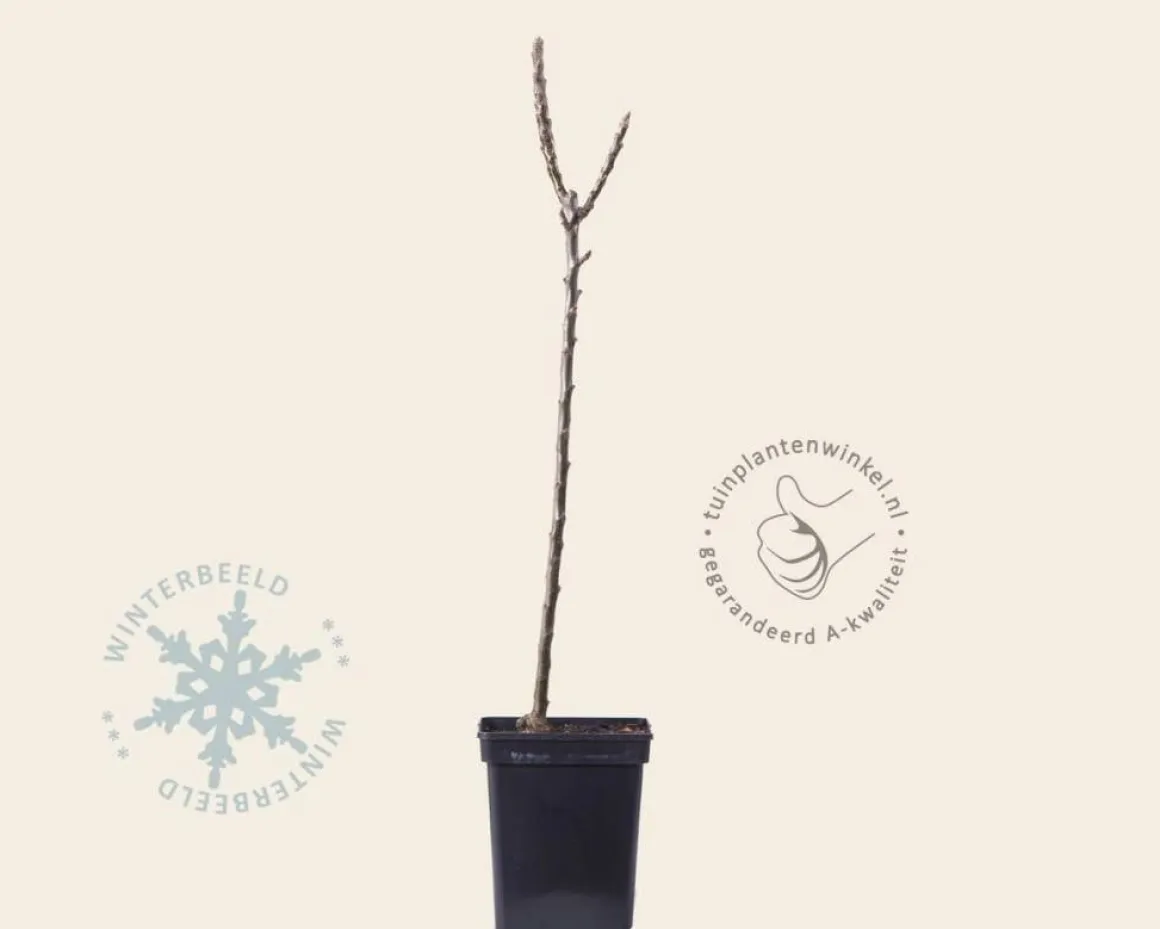 Malus domestica 'Red Sensation' - zuilvorm