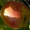 Malus domestica 'Rode Boskoop' - mini