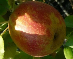 Malus domestica 'Rode Boskoop' - mini