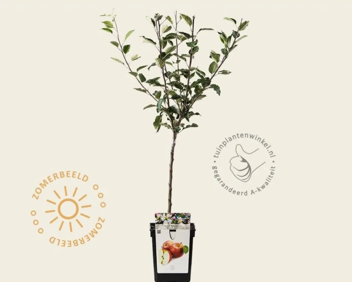 Malus domestica 'Rode Boskoop' - mini