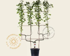 Malus domestica 'Rode Boskoop' - dubbele U-vorm