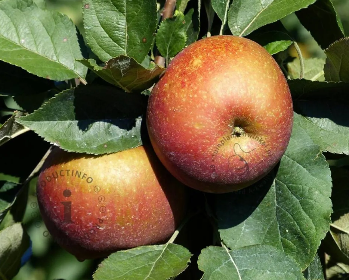 Malus domestica 'Rode Boskoop' - dubbele U-vorm