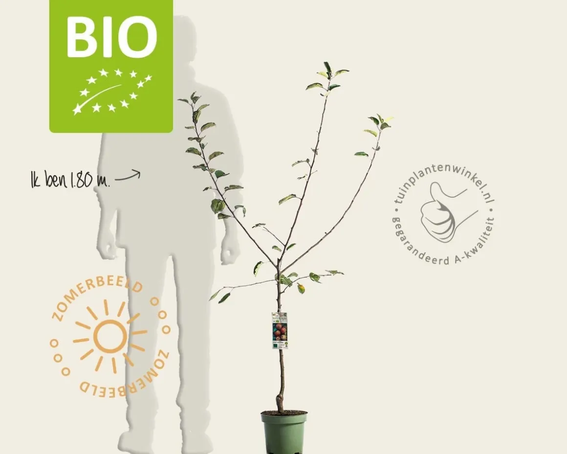 Malus domestica 'Rode Boskoop' - BIO laagstam