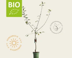 Malus domestica 'Rode Boskoop' - BIO laagstam