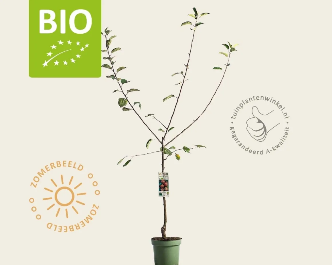 Malus domestica 'Rode Boskoop' - BIO laagstam