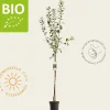 Malus domestica 'Rode Boskoop' - BIO halfstam