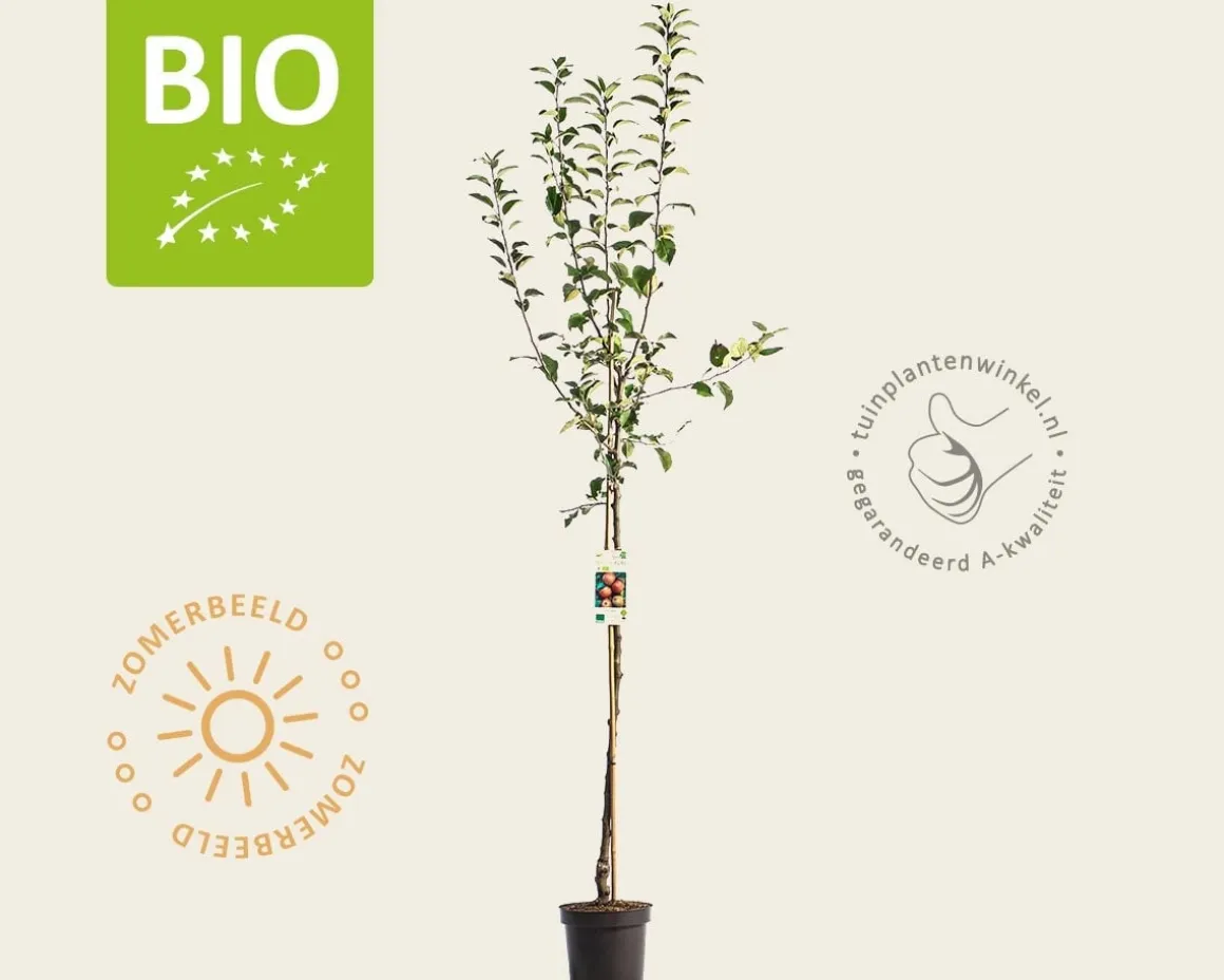 Malus domestica 'Rode Boskoop' - BIO halfstam