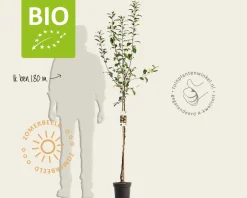 Malus domestica 'Rode Boskoop' - BIO halfstam