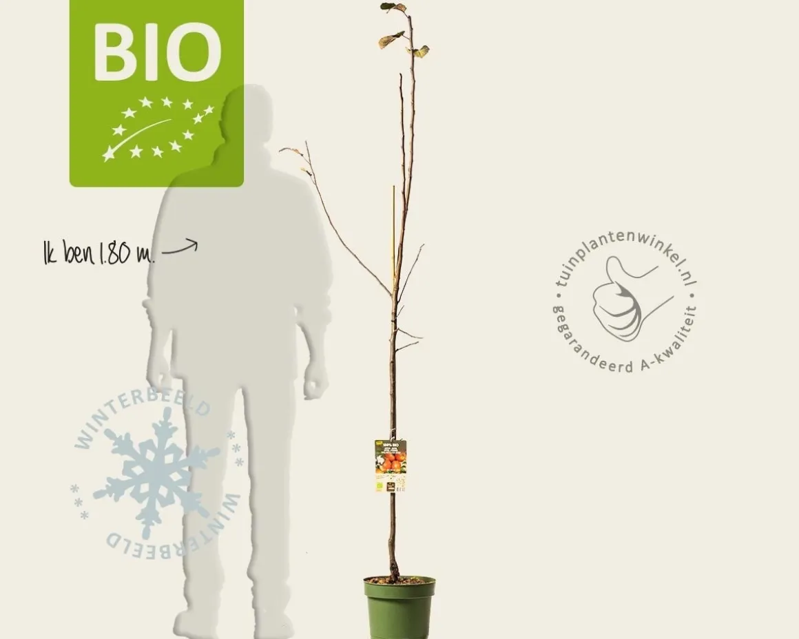 Malus domestica 'Rode Boskoop' - BIO halfstam