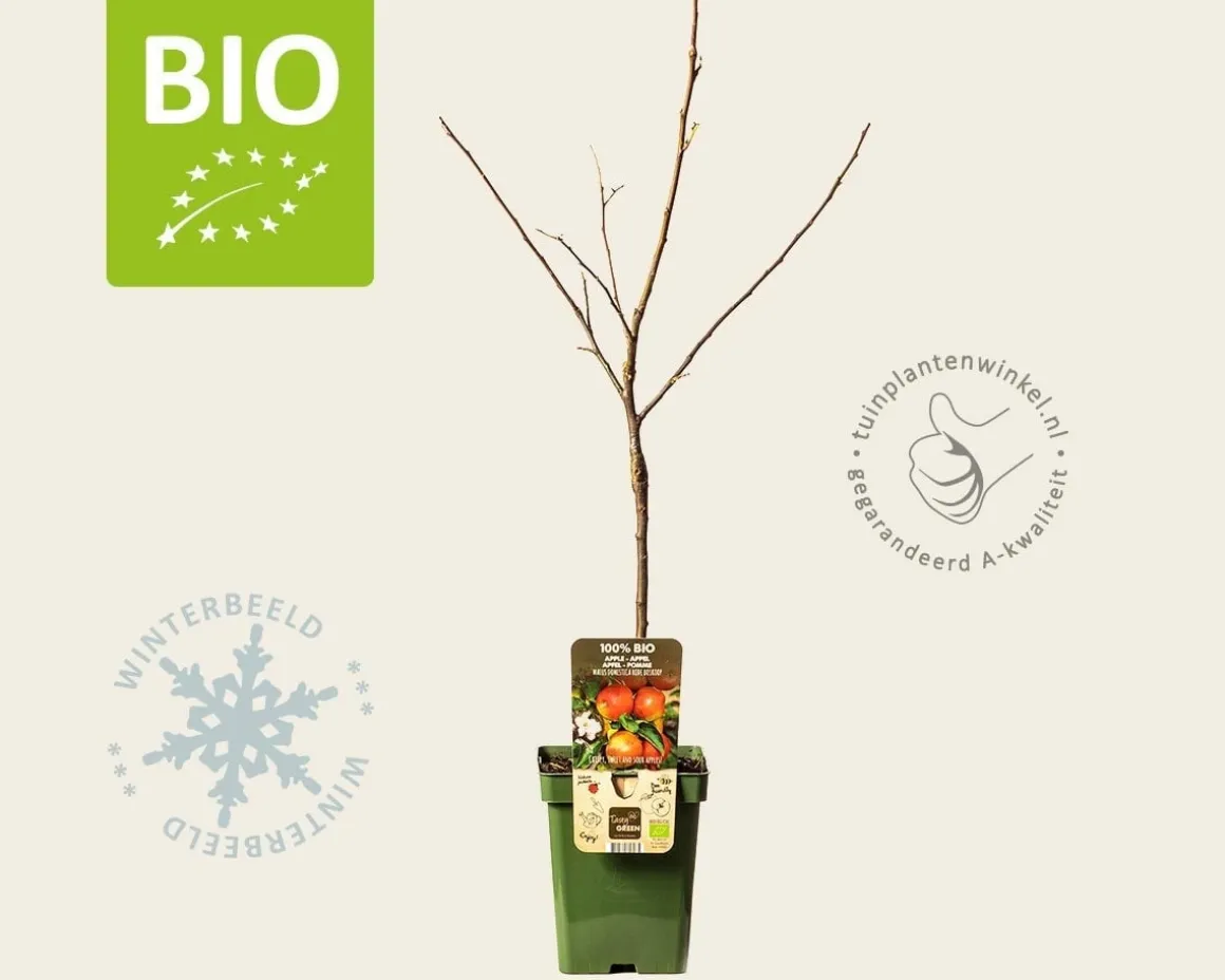 Malus domestica 'Rode Boskoop' - BIO mini