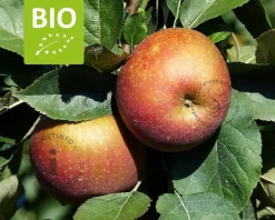 Malus domestica 'Rode Boskoop' - BIO mini