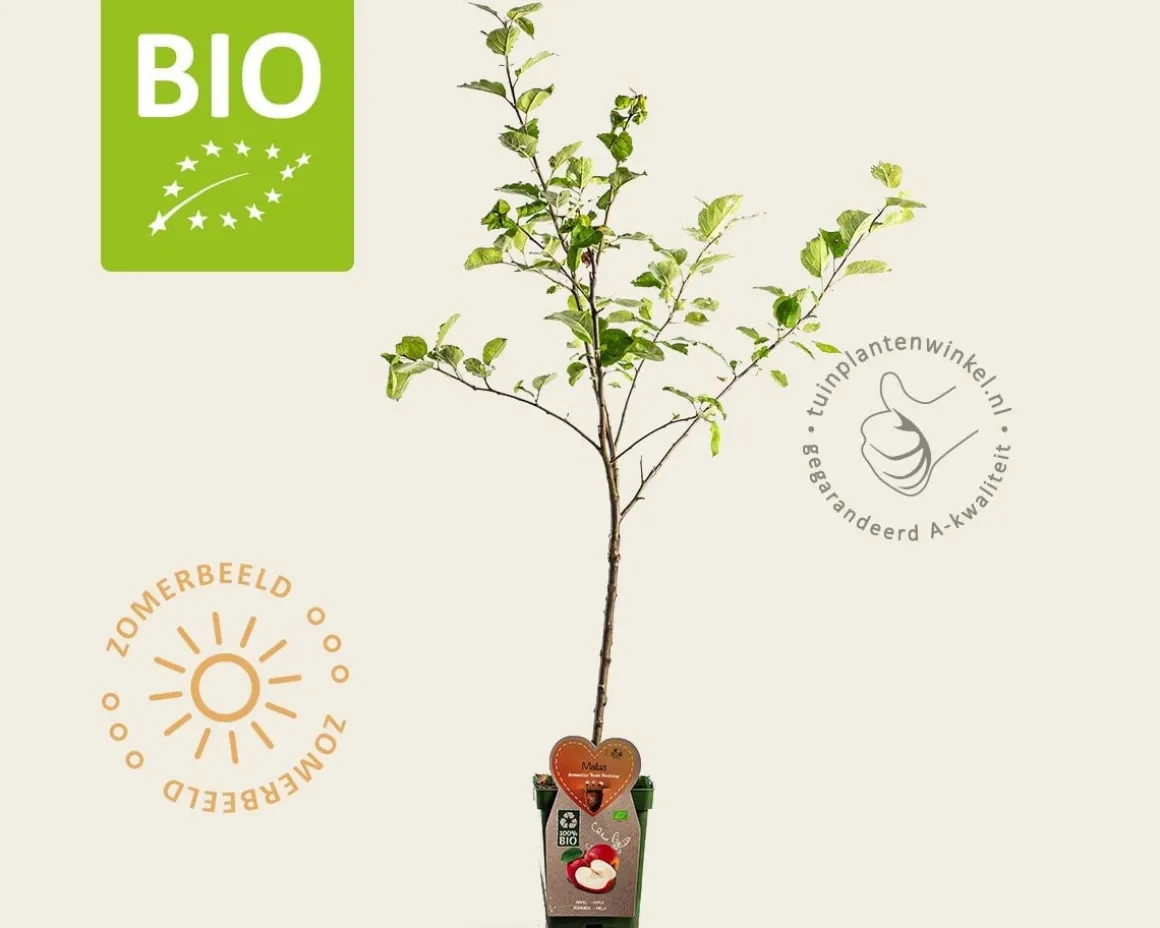 Malus domestica 'Rode Boskoop' - BIO mini