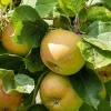 Malus domestica 'Schone van Boskoop' - laagstam