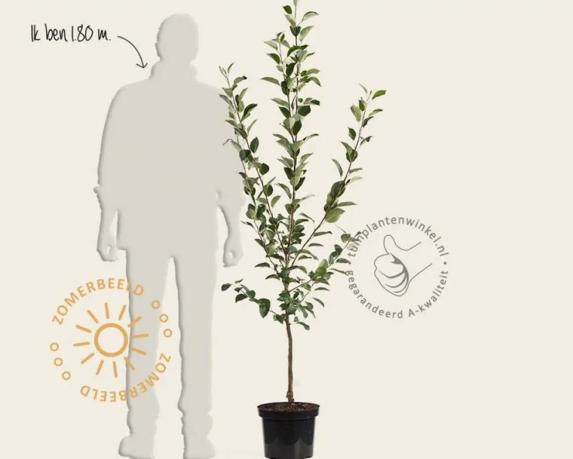 Malus domestica 'Schone van Boskoop' - laagstam