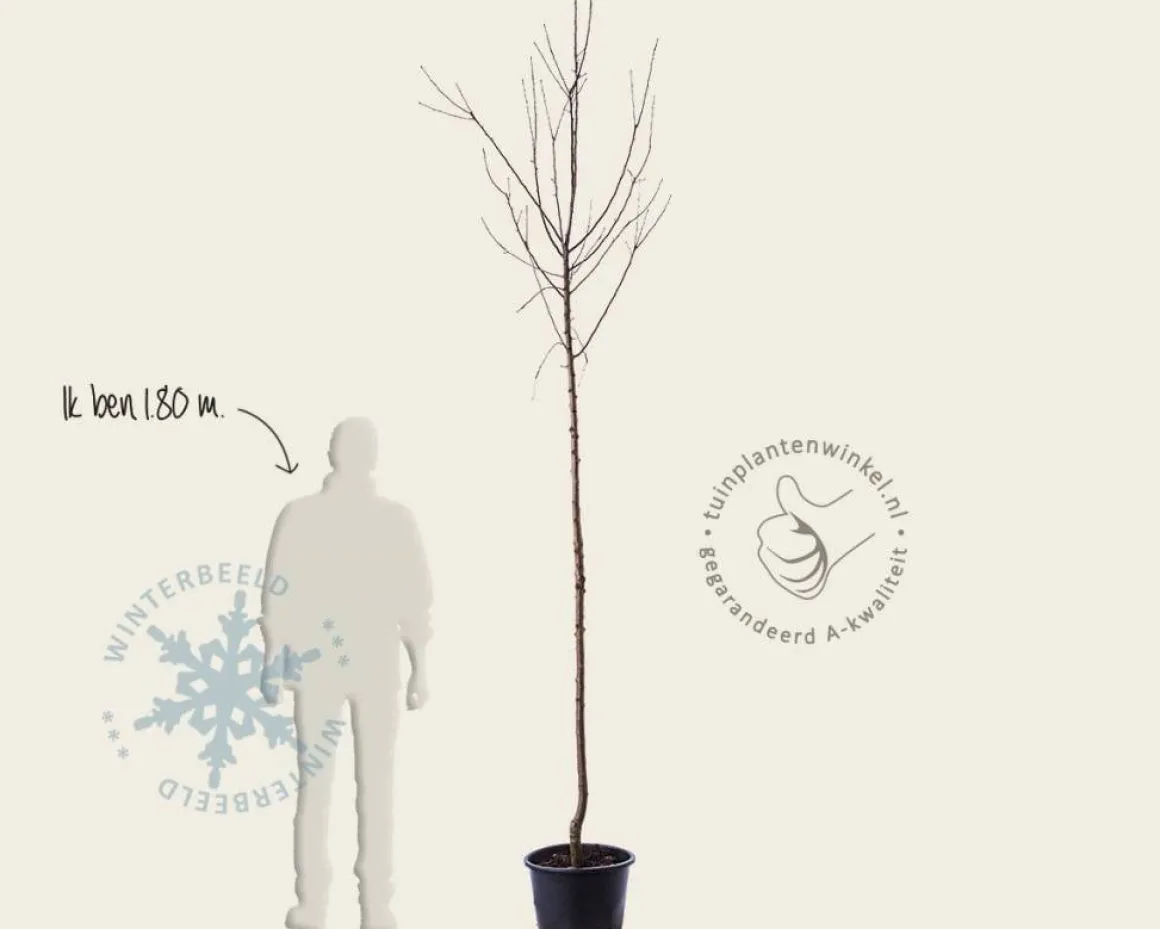 Malus domestica 'Schone van Boskoop' - hoogstam