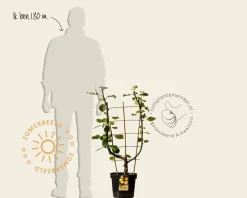 Malus domestica 'Schone van Boskoop' - U-vorm
