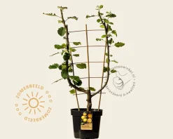 Malus domestica 'Schone van Boskoop' - U-vorm