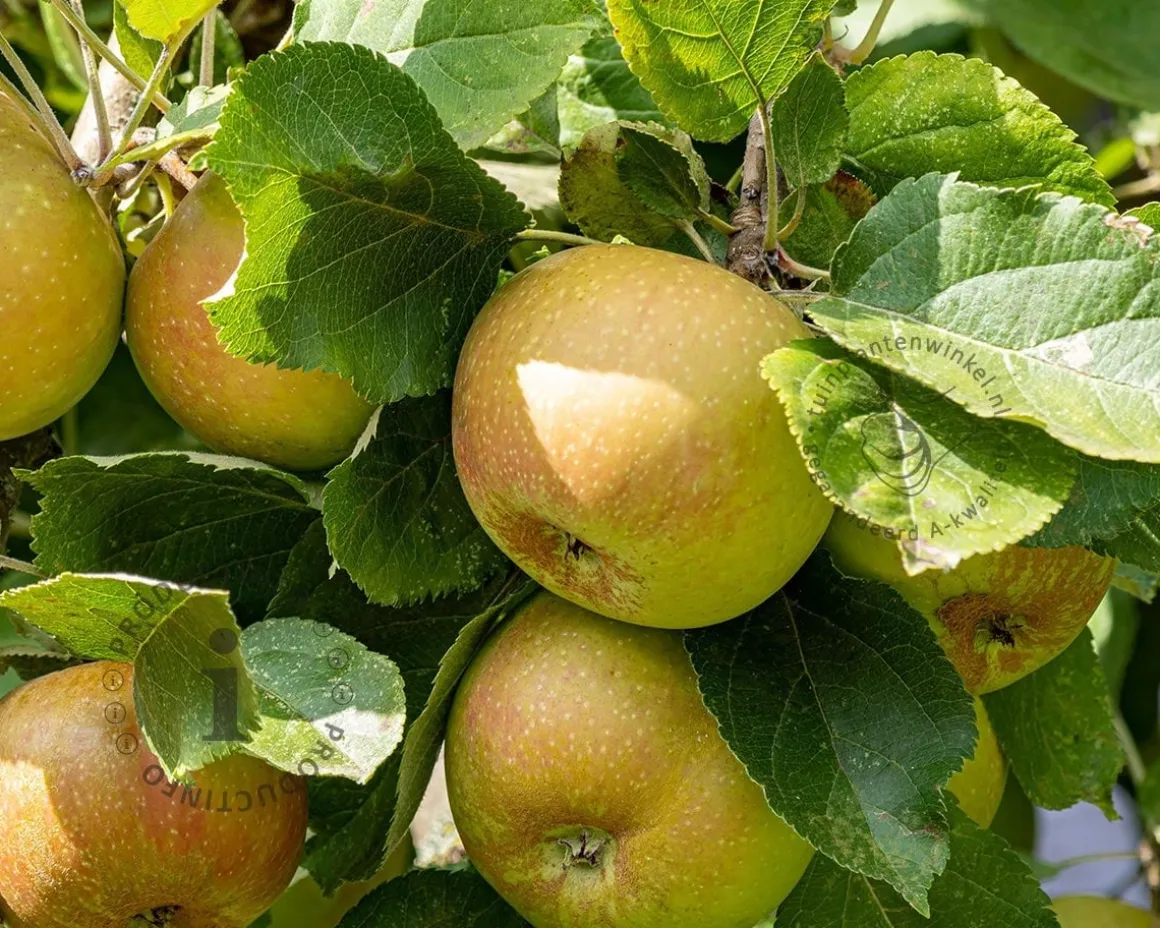 Malus domestica 'Schone van Boskoop' - halfstam