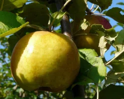 Malus domestica 'Schone van Boskoop' - halfstam