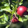 Malus domestica 'Sterappel' - halfstam