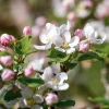 Malus domestica 'Sterappel' - hoogstam