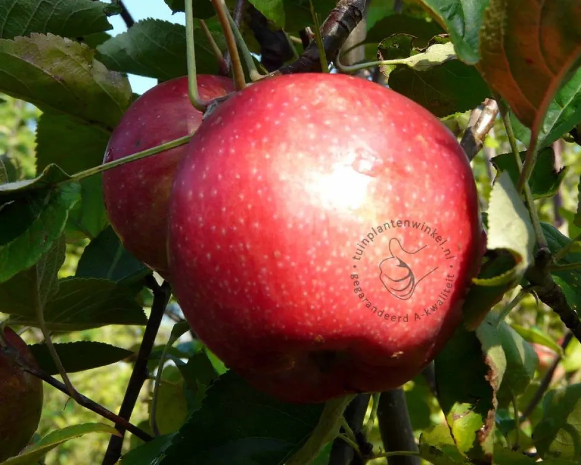 Malus domestica 'Sterappel' - hoogstam