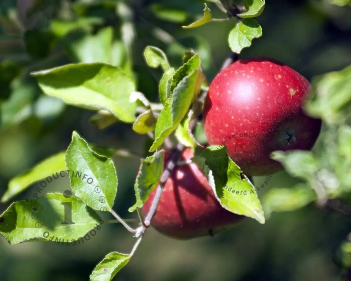 Malus domestica 'Sterappel' - hoogstam