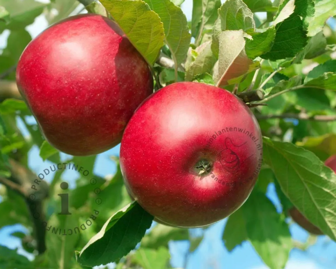 Malus domestica 'Summerred' - laagstam