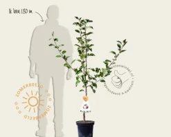 Malus domestica 'Summerred' - laagstam