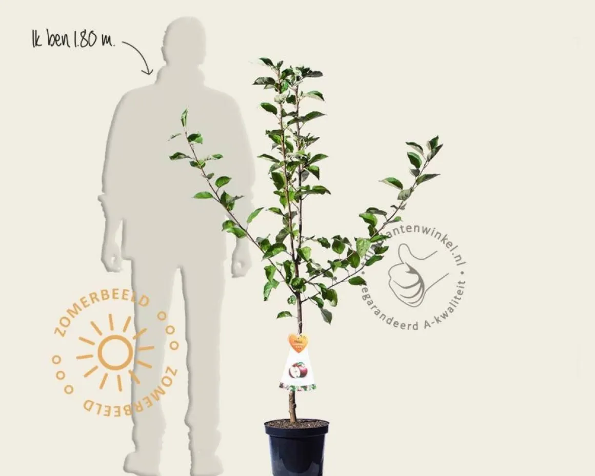 Malus domestica 'Summerred' - laagstam