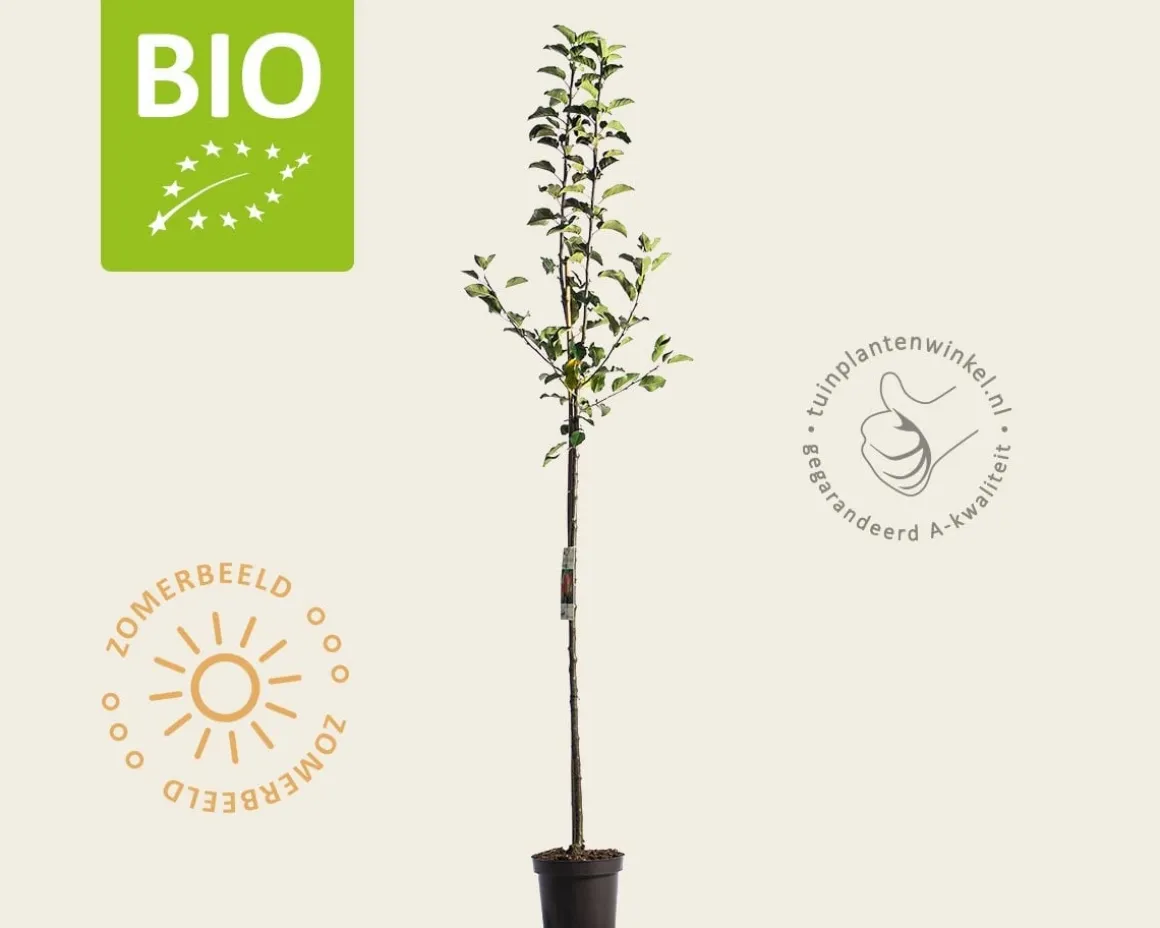 Malus domestica 'Topaz' - BIO halfstam