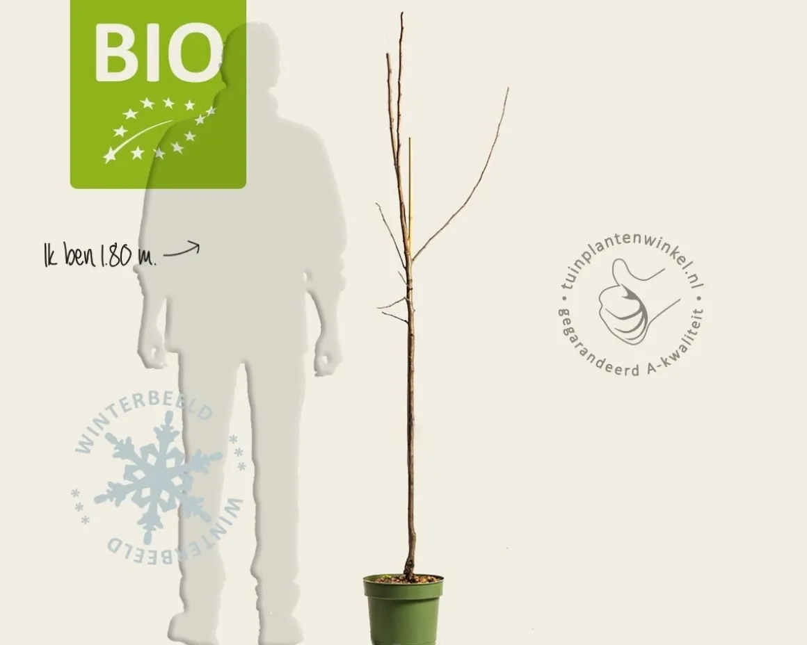 Malus domestica 'Topaz' - BIO halfstam